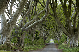 The Dark Hedges – Die mystischen Buchen Nordirlands