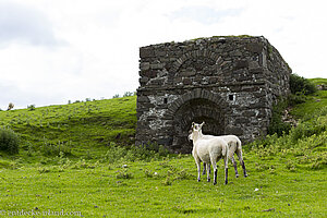 Einer der kubischen Eingänge vom Kohleabbau an der Murlough Bay.