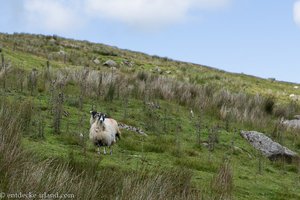 Schafe in der Landschaft von Glendun