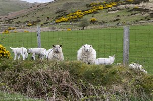 Die Schafe trotzen dem lausigen Wetter.