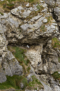 Vögel suchen Schutz in den Klippen von Kinbane Head