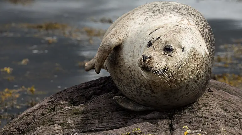 Ein Seehund (Phoca vitulina) bei Glengarriff - Hafenrobbe