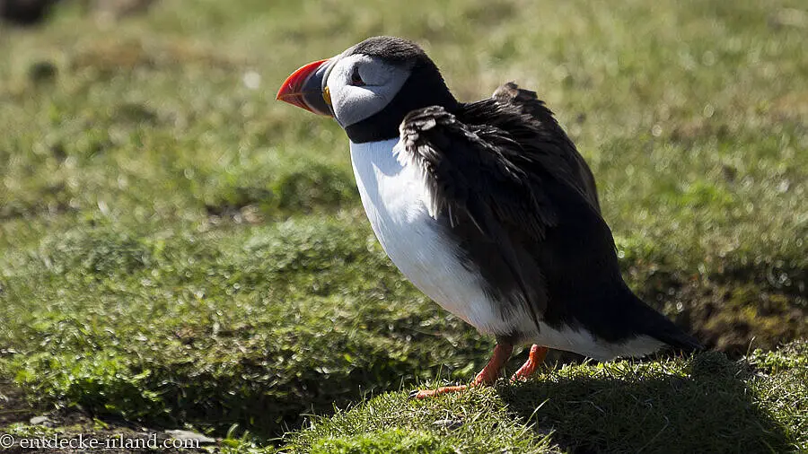 Papageitaucher startet gleich zum Flug - Rathlin Island.