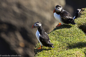 Auf Rathlin Island gibt es Papageitaucher