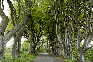 Eine leere Bregagh Road - The Dark Hedges