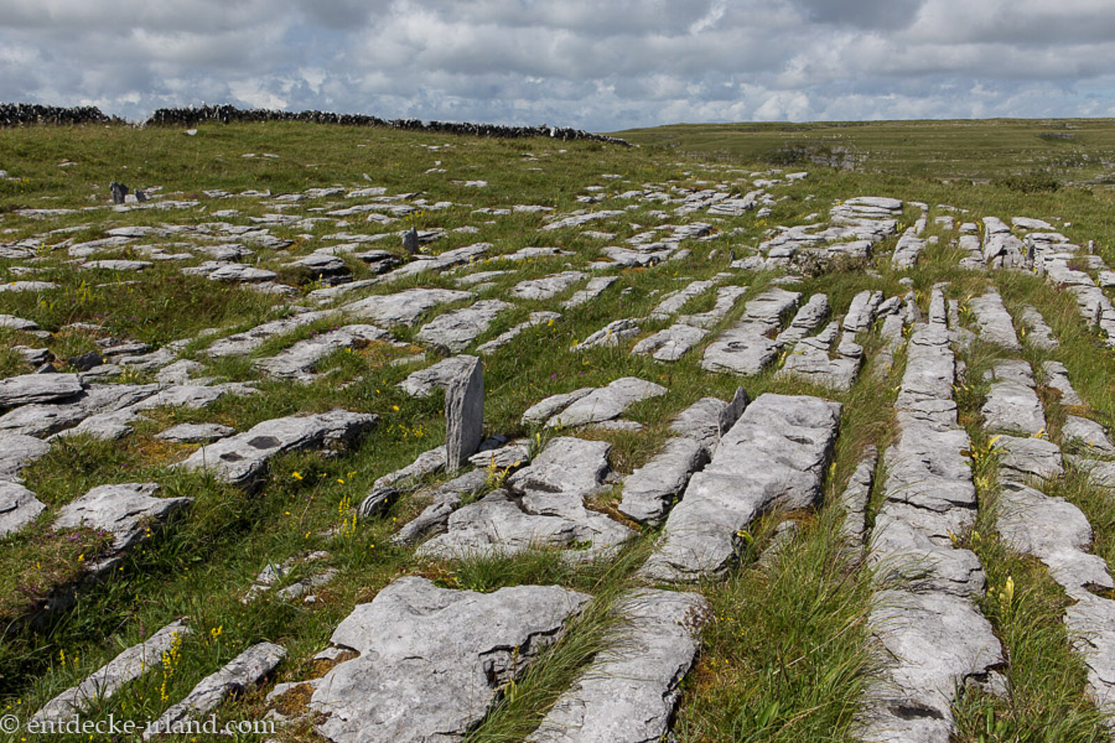 Blick über die felsige und mit Gras bewachsene Karstlandschaft des Burren in Irland