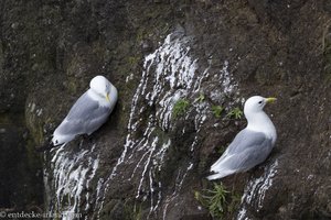 Klippenmöwen am Vogelfelsen von Rathlin Island