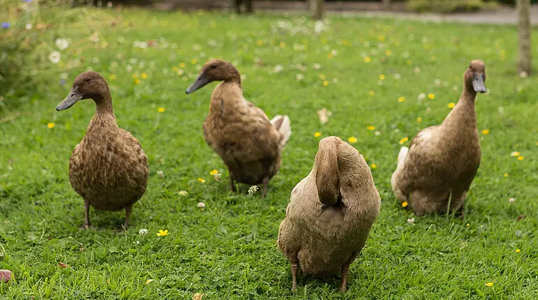Enten beim Rothe Haus von Kilkenny