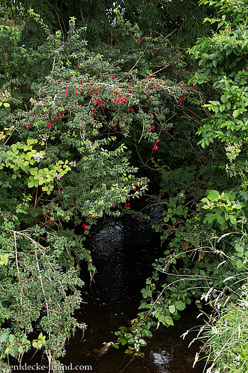 Fuchsien beim Staigue Fort
