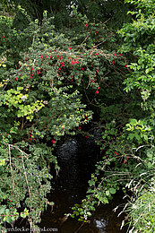 Fuchsien beim Staigue Fort