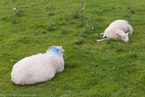 Schafe bei Dunbeg Castle auf Dingle
