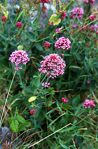 Rote Spornblume