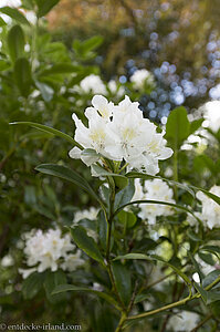 Rhododendren im Forthill Park