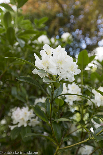 Rhododendren im Forthill Park von Enniskillen
