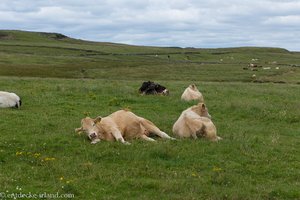 Kühe im County Clare fühlen sich wohl