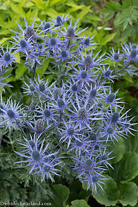 Blumen im Walled Garden