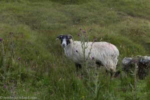 Schaf bei Glendun