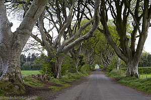 Spaziergang durch den Königsweg - The Dark Hedges