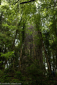 Guinnes Tower im Cong Forest