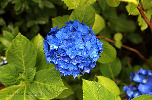 Hortensie