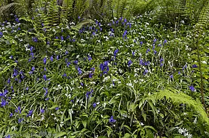 Blaue Hasenglöckchen bei den Cranny Falls