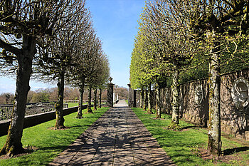 akkurat in Form geschnittene Bäume entlang der Allee von Heywoods
