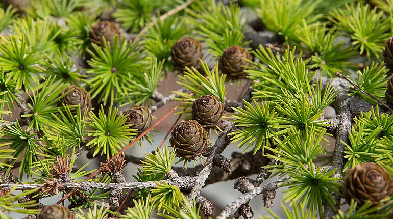 Minikiefer im italienischen Garten von Garinish Island