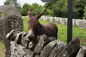 Esel im Folk Park