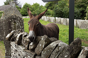 Esel im Folk Park