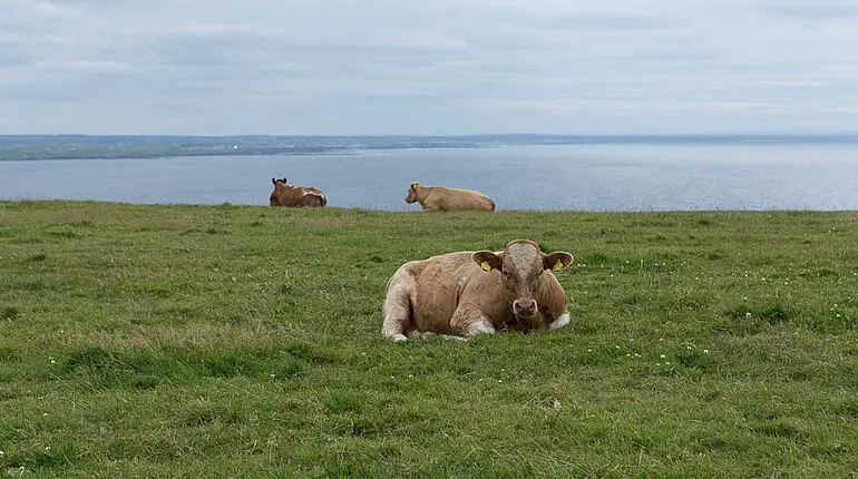 Irische Kuh bei den Cliffs of Moher