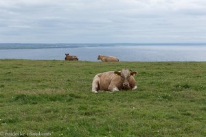 Irische Kuh bei den Cliffs of Moher